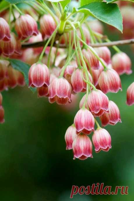 Flowers – Google+