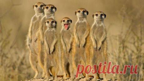 Замерли перед начальством