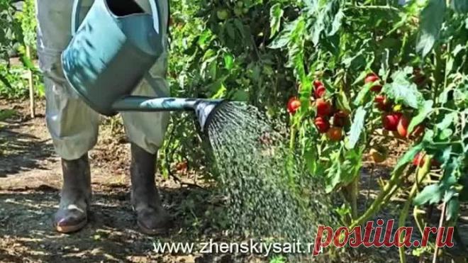 Почему скручиваются листья томатов?