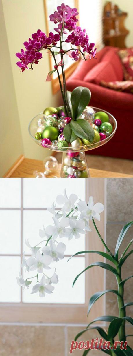 СЕКРЕТЫ УХОДА ЗА ОРХИДЕЯМИ.