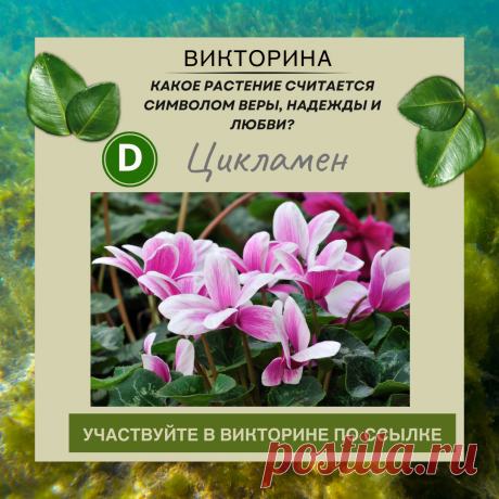 Какое растение считается символом веры, надежды и любви? - Узнайте правильный ответ в нашей викторине по ссылке