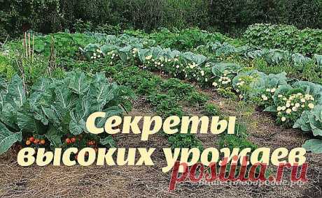 Секреты высоких урожаев — Ваше Плодородие
