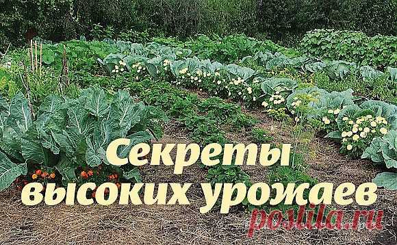 strong>Секреты высоких урожаев..