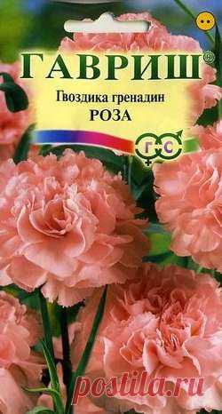 Гвоздика садовая гренадин "Роза"