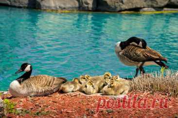 Canada Goose Family #2 Taken using the Sony Alpha 7ii, and processed using ON1 PhotoRAW 2020.5 and Lightroom 4. .Check out my web site : www.ortbaldauf.com and my www.500px.com/ortbaldauf site.. www.facebook.com/ortbaldauf © Photo is the property of Ort Baldauf. Do not use this photo on or off the web without my written permission. Thank you