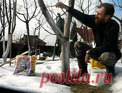 Плодовые деревья обрезка