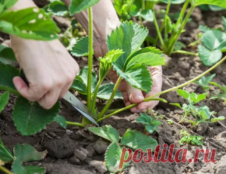 Что нужно сделать сейчас с клубникой, чтобы на следующий год кустики завалили урожаем | 🌷Ваш Цветок | Яндекс Дзен