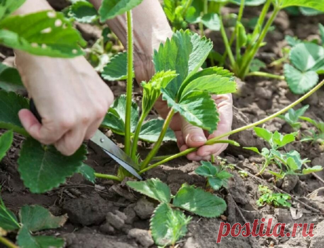 Что нужно сделать сейчас с клубникой, чтобы на следующий год кустики завалили урожаем | 🌷Ваш Цветок | Яндекс Дзен