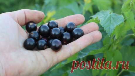 Подкормите так кусты смородины и крыжовника в сентябре октябре для колоссального урожая в следующем году! | Сад огород life | Дзен