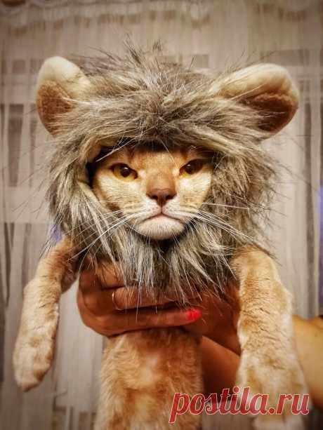 Уже несколько лет я фоткаю смешные и необычные выражения морды моего кота и его весёлые позы. Вы точно улыбнетесь | Блог мобильного фотографа | Яндекс Дзен
