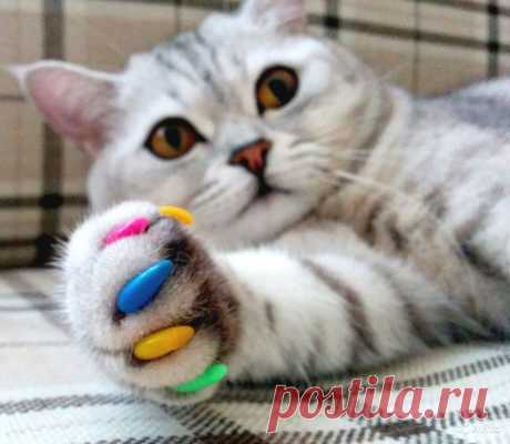 Как отучить кошку царапать мебель и обои: 7 идей