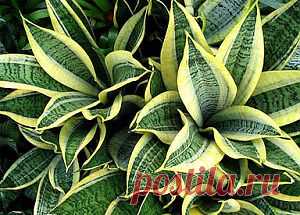 Цветы тещин язык, щучий хвост, сансевиерия, сансевьера