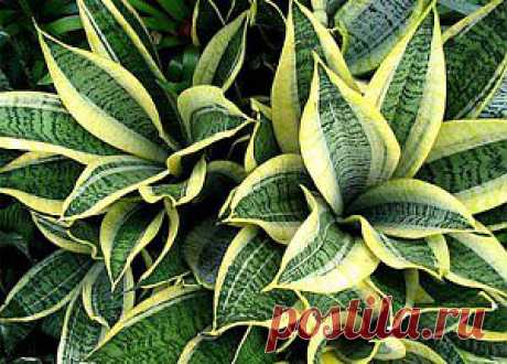 Цветы тещин язык, щучий хвост, сансевиерия, сансевьера