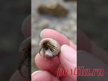 Рак #хорватия #море