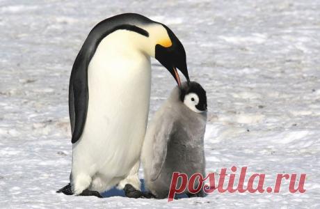 Животный мир: Мамина любовь • НОВОСТИ В ФОТОГРАФИЯХ