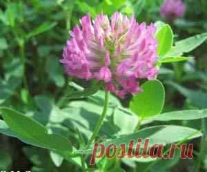 Клевер луговой, лечебные свойства, применение, лечение - Комнатные растения, уход, энциклопедия растений, домашние цветы, фото, названия