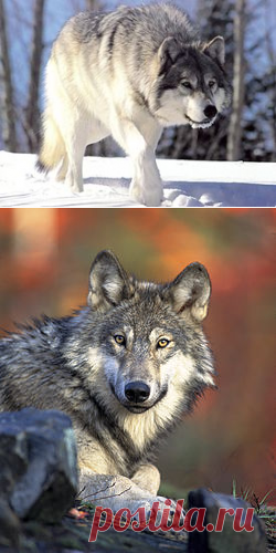 Волк — Википедия