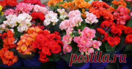 Энергетика комнатных растений и её влияние на человека Рядом с одним и тем же комнатным цветком один человек чувствует себя прекрасно, а другой испытывает дискомфорт. У некоторых даже при тщательном уходе растения вянут и засыхают… Биоэнерготерапевты утверждают, что […]