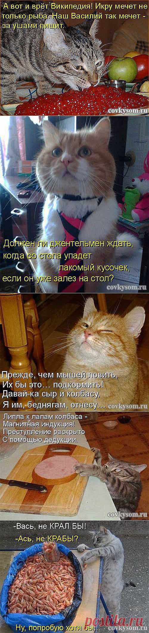 Кулинарный юмор в котоматрицах 34 | Со вкусом