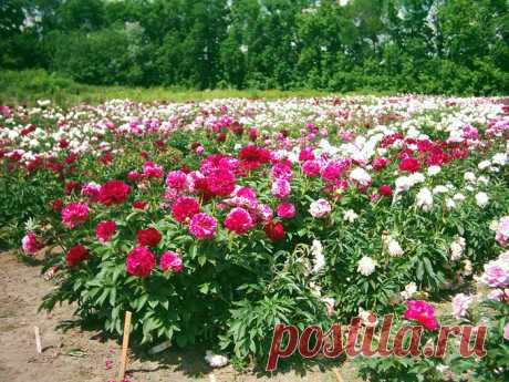 Новости - МирТесен