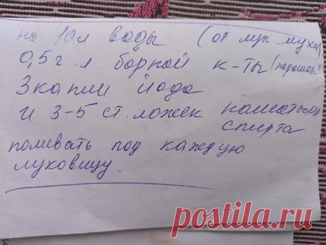 Соседка подсказала 3 способа как защитить лук от луковой мухи. Я воспользовался | ПАПА АНДРЕЙ | Яндекс Дзен