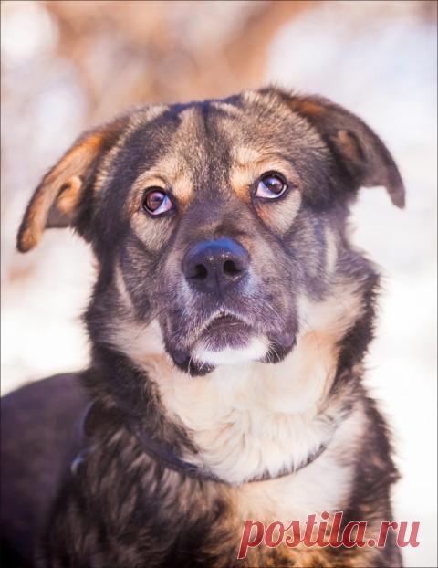 Зик. Настоящий добряк с пронзительным взглядом.