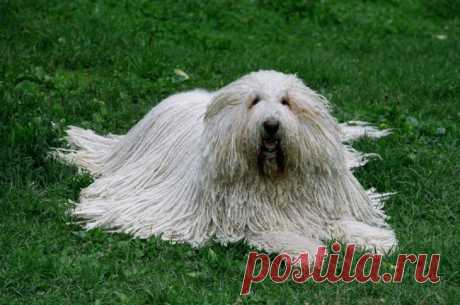 15 замечательных пород собак, о которых мы никогда не слышали