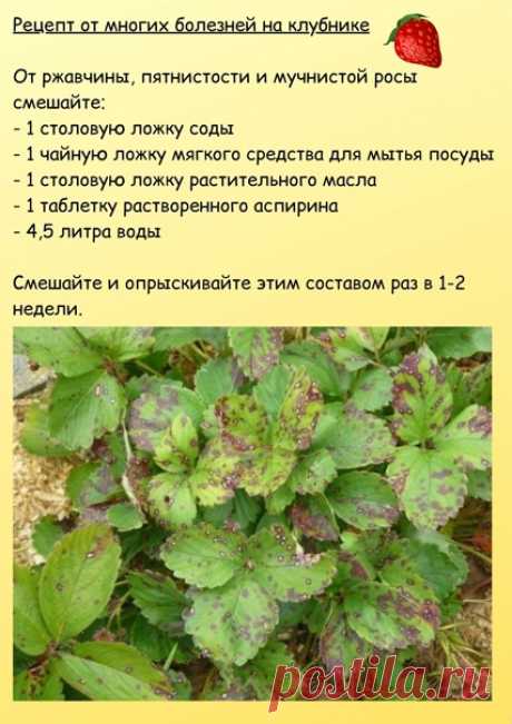 РЕЦЕПТ ОТ МНОГИХ БОЛЕЗНЕЙ НА КЛУБНИКЕ.