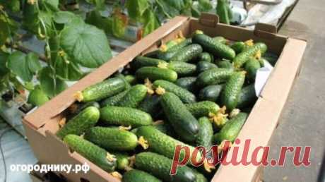 Лучшие растворы для отменного урожая огурцов