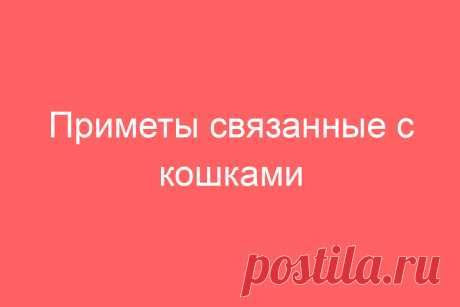 Приметы связанные с кошками