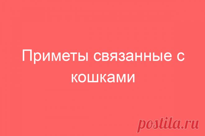 Приметы связанные с кошками