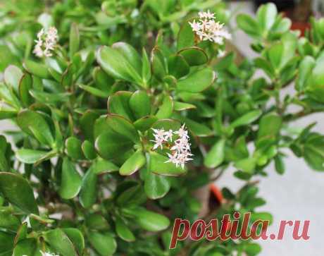 Лечебные свойства и лечение листьями толстянки — Всегда в форме!