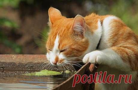 По причине сильной жары объявлено штормовое предупреждение в ряде областей РК - Новости Общества - Новости Mail.Ru