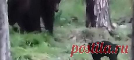 В бесконечное обсуждение «кто сильнее – медведь или акула?» нужно добавить и третьего участника: обычного кота. Ведь порой победу в поединке приносит не размер, а простая отвага!