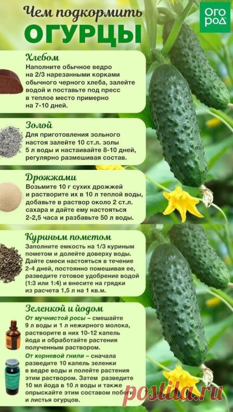Подкормка огурцов.