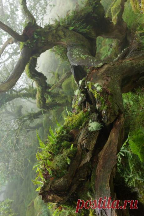 Фотолайф.ТВ - Категория «Природа»