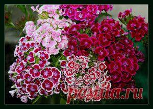 Гвоздика китайская. Выращивание из семян. | Для дачников.ру