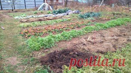 ПОБАЛУЙТЕ СВОЮ ЗЕМЛЮ ЗАБОТОЙ В ТЕПЛЫЕ ОСЕННИЕ ДЕНЬКИ И ОНА ОТБЛАГОДАРИТ ВАС УРОЖАЕМ! | Дачные радости со Светланой | Дзен