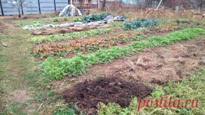 ПОБАЛУЙТЕ СВОЮ ЗЕМЛЮ ЗАБОТОЙ В ТЕПЛЫЕ ОСЕННИЕ ДЕНЬКИ И ОНА ОТБЛАГОДАРИТ ВАС УРОЖАЕМ! | Дачные радости со Светланой | Дзен