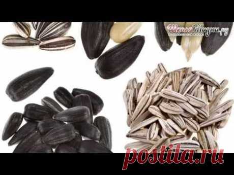 Семечки: Вред Или Польза?