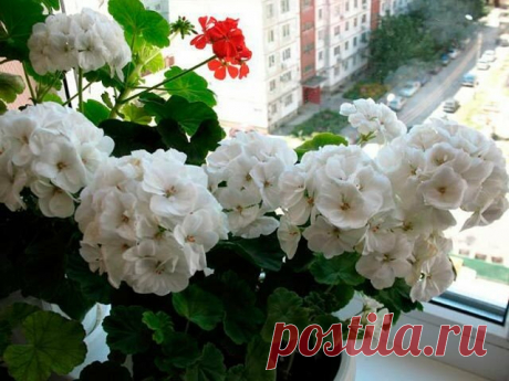 Как спровоцировать цветение герани. Топ-3 подкормки | PLANTS ABOUT | Яндекс Дзен