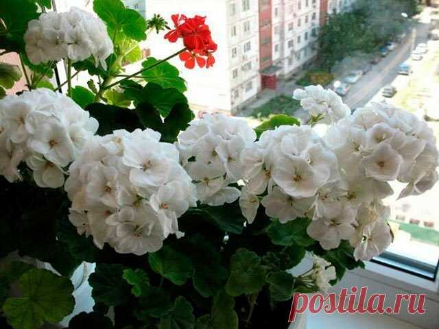 Как спровоцировать цветение герани. Топ-3 подкормки | PLANTS ABOUT | Яндекс Дзен