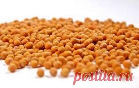 Семена горчицы: применение, полезные и целебные свойства