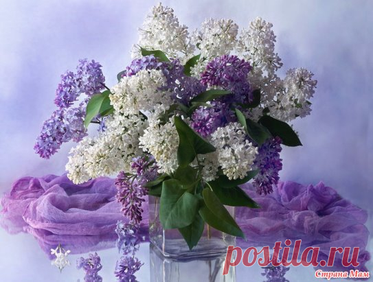 Причудливо смешались свет и тени, 
Вдали аллея солнцем залита. 
Ищу я 