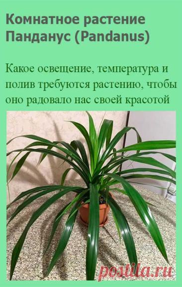 Комнатное растение Панданус (Pandanus). В научном наименовании рода использовано местное малайское название растения - pandang. Род включает около 600 видов лиан, растущих в тропиках Старого Света. Панданус - медленно растущее древовидное растение высотой до 1,5 м.