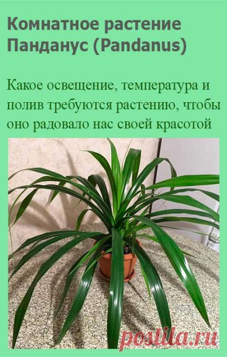 Комнатное растение Панданус (Pandanus). В научном наименовании рода использовано местное малайское название растения - pandang. Род включает около 600 видов лиан, растущих в тропиках Старого Света. Панданус - медленно растущее древовидное растение высотой до 1,5 м. Его дуговидно изогнутые листья с шипами по краю располагаются на стебле по спирали.