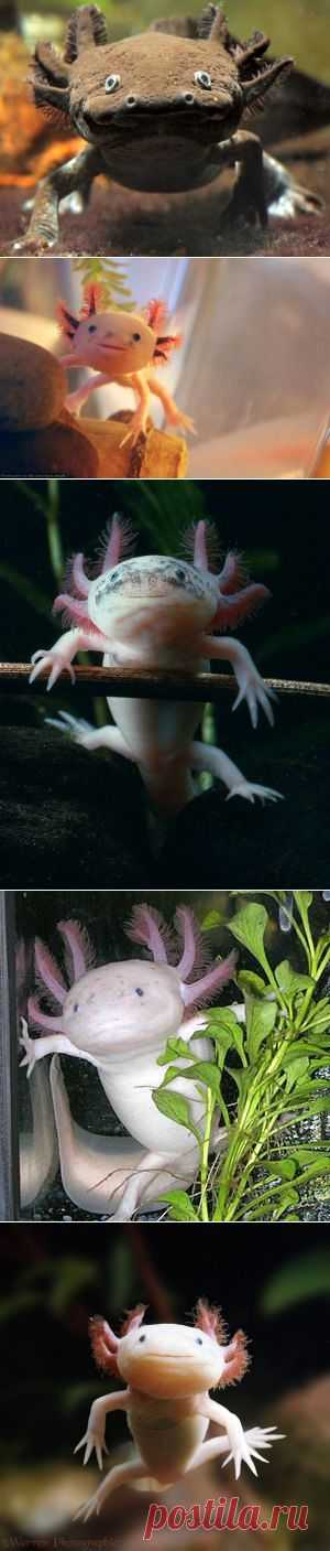 АКСОЛОТЛЬ
практически постоянная личиночная форма тигровой амбистомы (Ambystoma tigrinum), животного из класса амфибий, или земноводных, отряда хвостатых (Caudata) и семейства амбистомовых (Ambystomidae). Замечательная особенность аксолотля состоит в том, что он достигает половозрелости и становится способным размножаться, не превратившись во взрослую форму, т.е. не претерпев метаморфоза (явление, называемое неотенией). У этих личинок хорошо развита щитовидная железа, но их ткани обычно не реаг