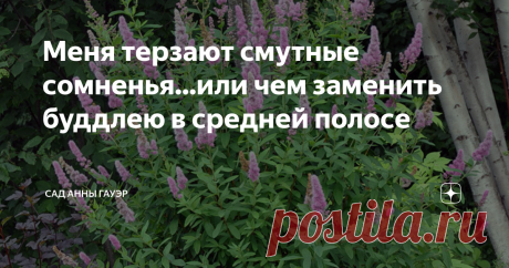 Меня терзают смутные сомненья...или чем заменить буддлею в средней полосе Че заменить буддлею в 3-4 зоне зимостойкости
