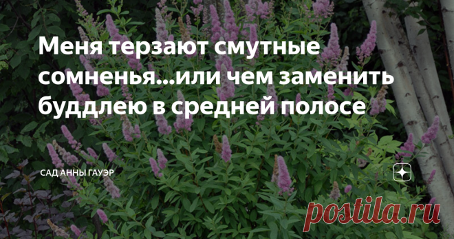 Меня терзают смутные сомненья...или чем заменить буддлею в средней полосе Че заменить буддлею в 3-4 зоне зимостойкости