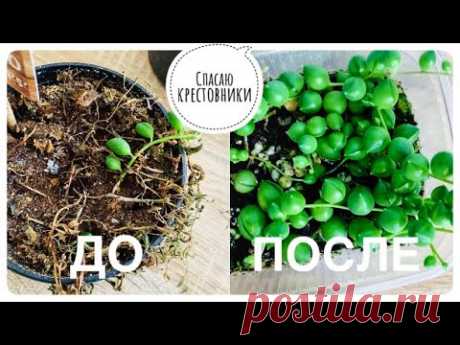 🌿Как я спасала крестовники Роули и Геррейна. Размножение.